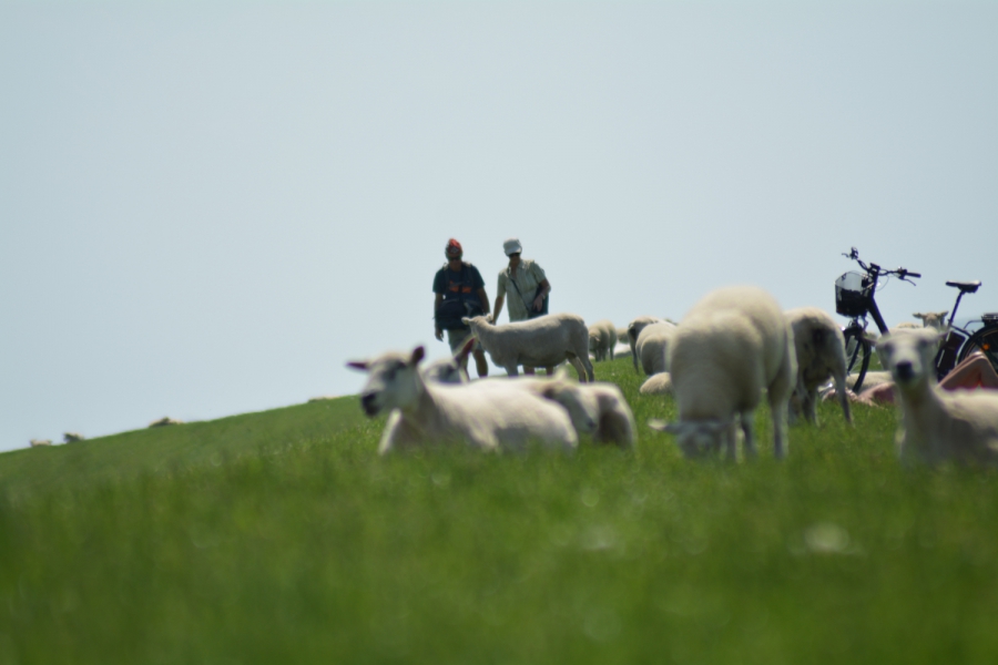 Deichwanderung